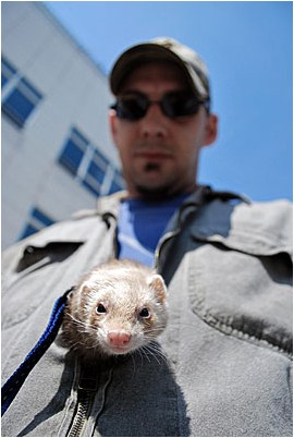 Passant mit einem Frettchen | a passerby with a ferret