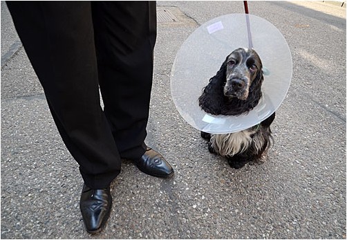 ein Mann mit seinem Hund | a man with his dog 
