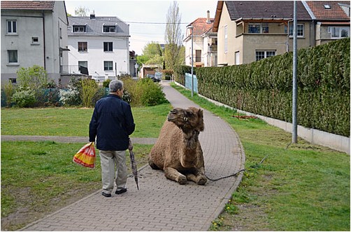 ein Kamel auf dem Gehweg | a camel on a pavement